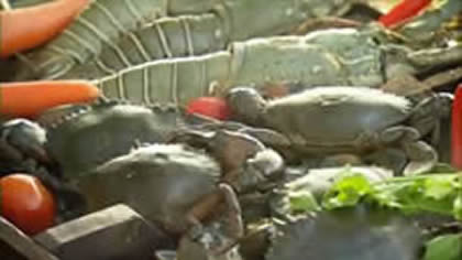 Mangrove Crab