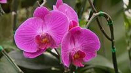 Queen Sirikit Botanical Gardens