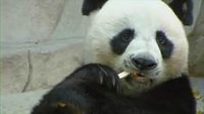 Chiang Mai Zoo & Night Safari
