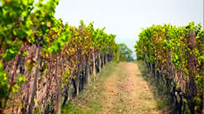 PB Valley Winery