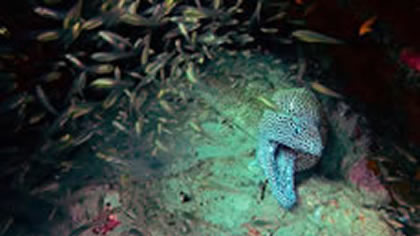 Bazaruto National Park: Diving on the 2 Mile Reef
