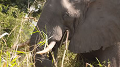 Gorongosa Wildlife